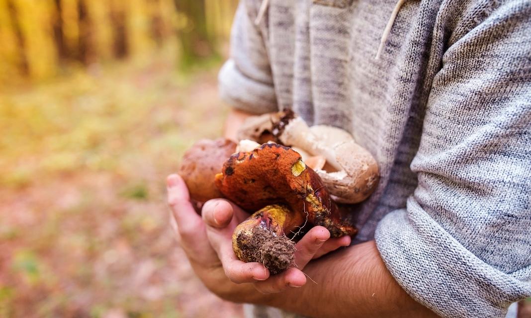 Sezon na grzybobranie w Pyrzycach i okolicach rozpoczął się pełną parą!