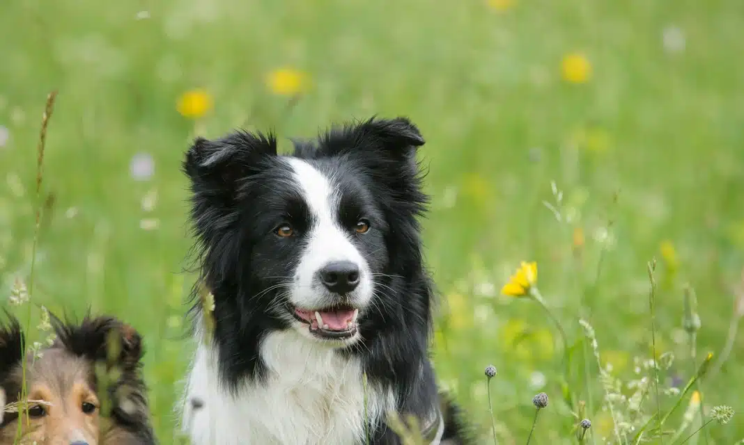 Ile Powinien Ważyć 4 Miesięczny Owczarek Podhalański?