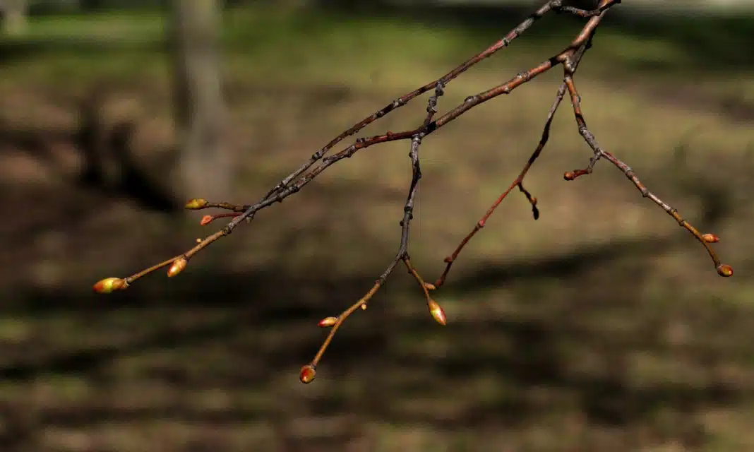 Jak bolą nerki – forum?