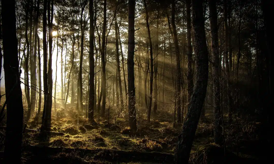 Jak dbać o środowisko obrazki?