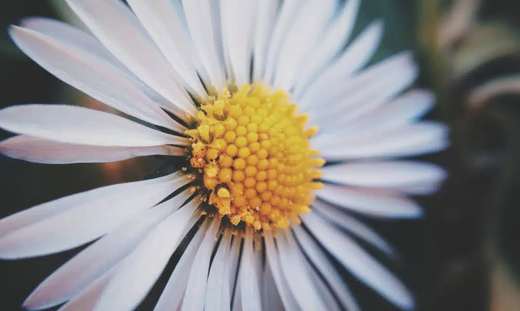 Jak długo utrzymuje się opuchlizna po operacji kolana?