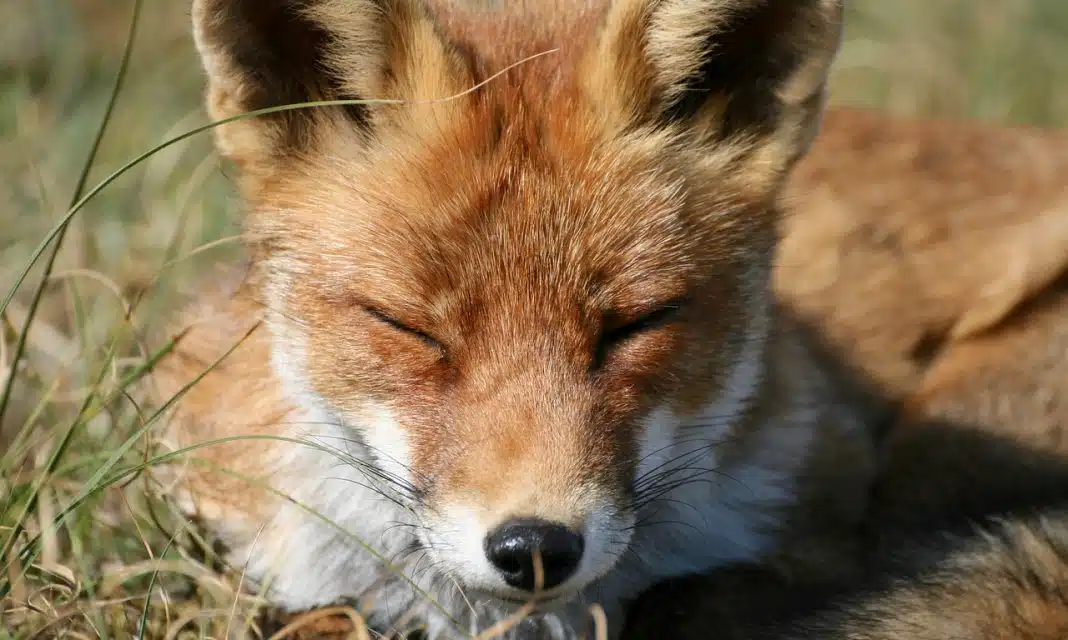 Jak mieć świadomy sen za pierwszym razem?
