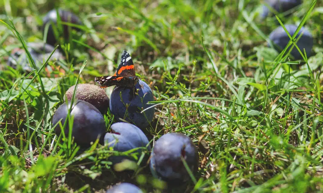 Jak napisać odwołanie od ćwiczeń wojskowych wzór?