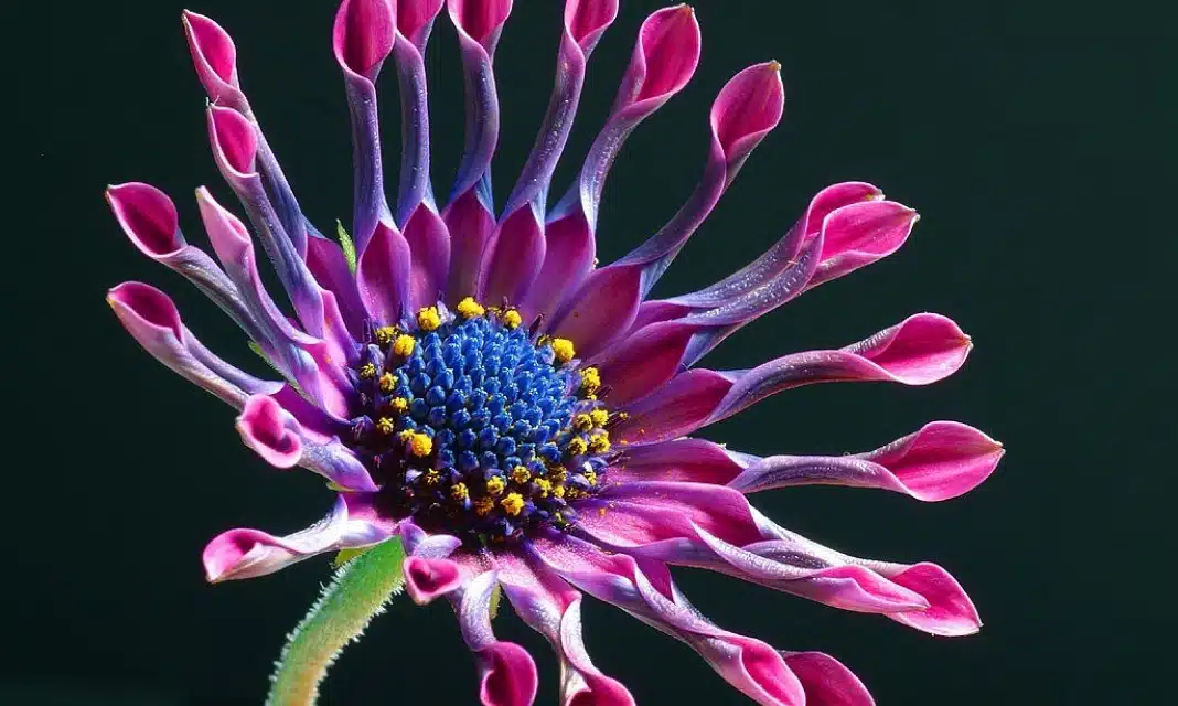 Jak odróżnić ostrokrzew męski i żeński?