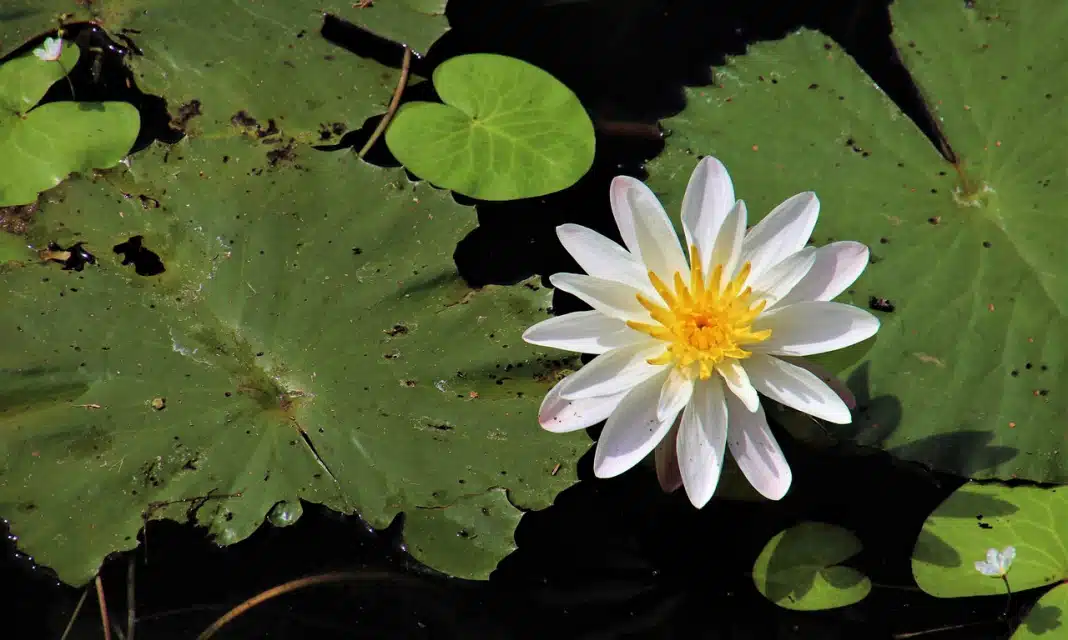 Jak podłączyć amperomierz do prostownika?