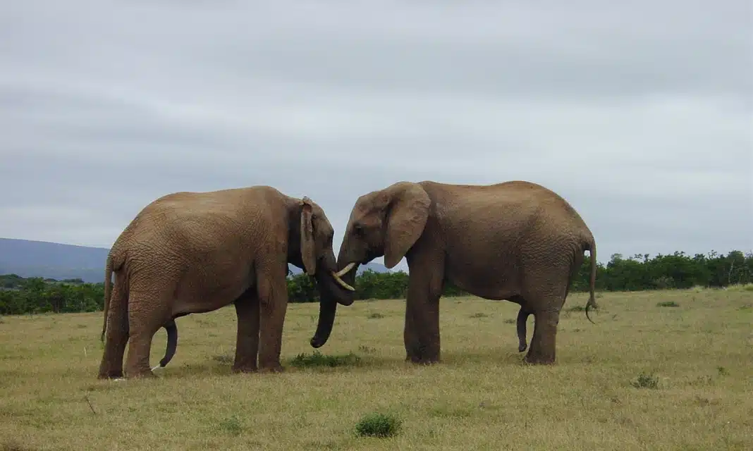 Jak poznać że facet jest obrzezany?