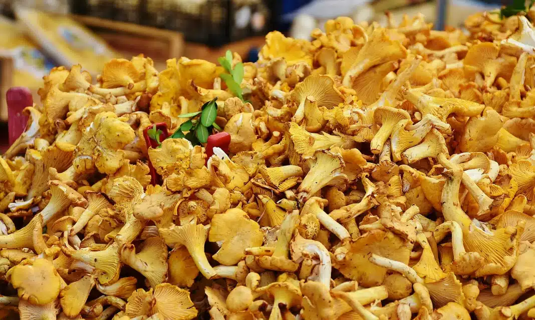 Jak Przechować Kanie Na Drugi Dzień?