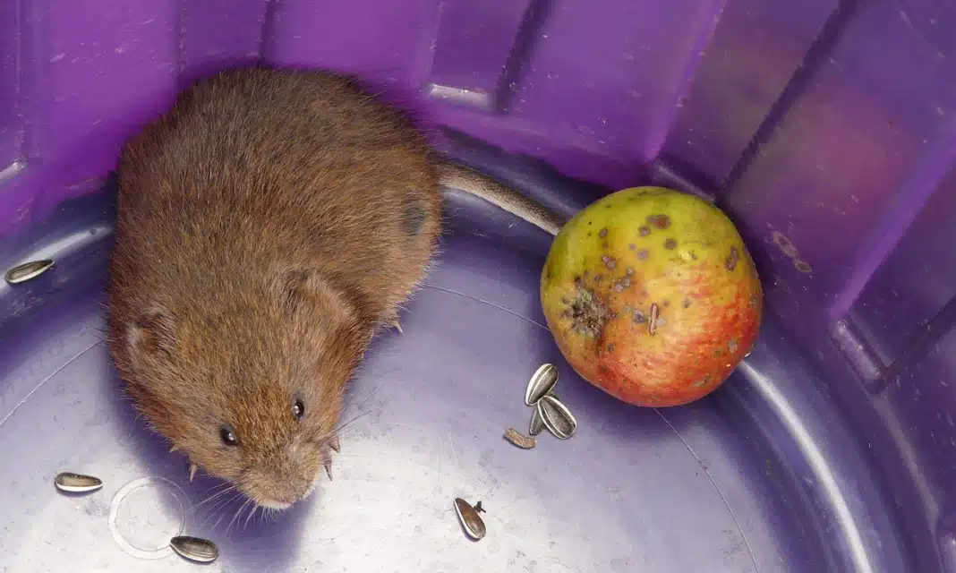 Jak stosować cynamon na nornice?