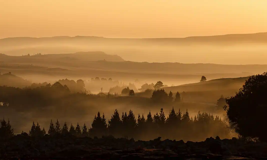 Jak Usunąć Pestki Z Derenia?