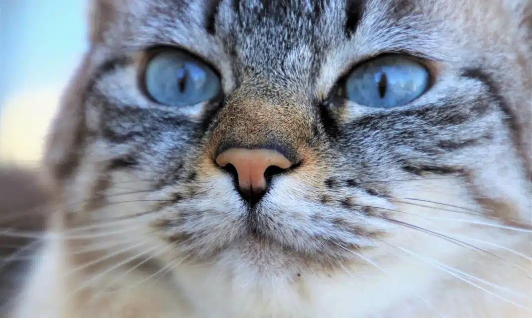 Jak usunąć wągry z nosa u dziecka?