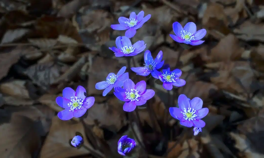 Jak wspomóc wątrobę po usunięciu woreczka żółciowego?