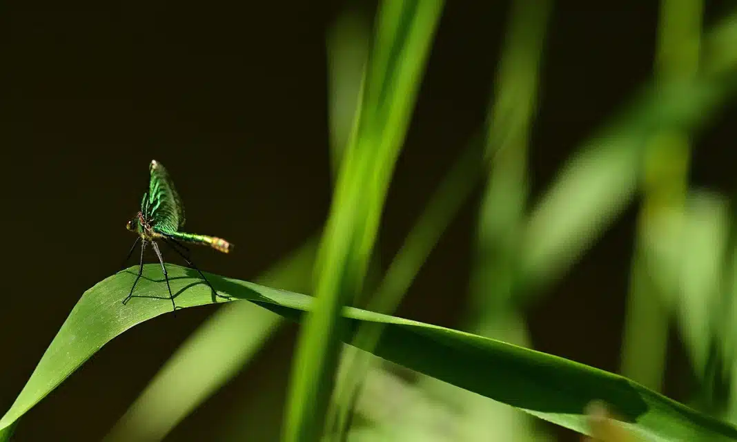 Jak wytresować smoka 3 multikino?