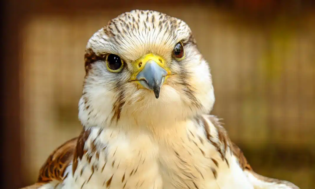 Jak zakończył się spór o zamek Horeszków?