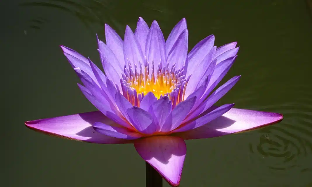 Jak zrobić maść z żyworódki?