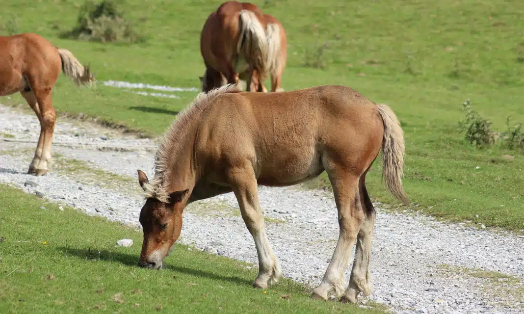 Jak zrobić śliwowicę na spirytusie przepis?