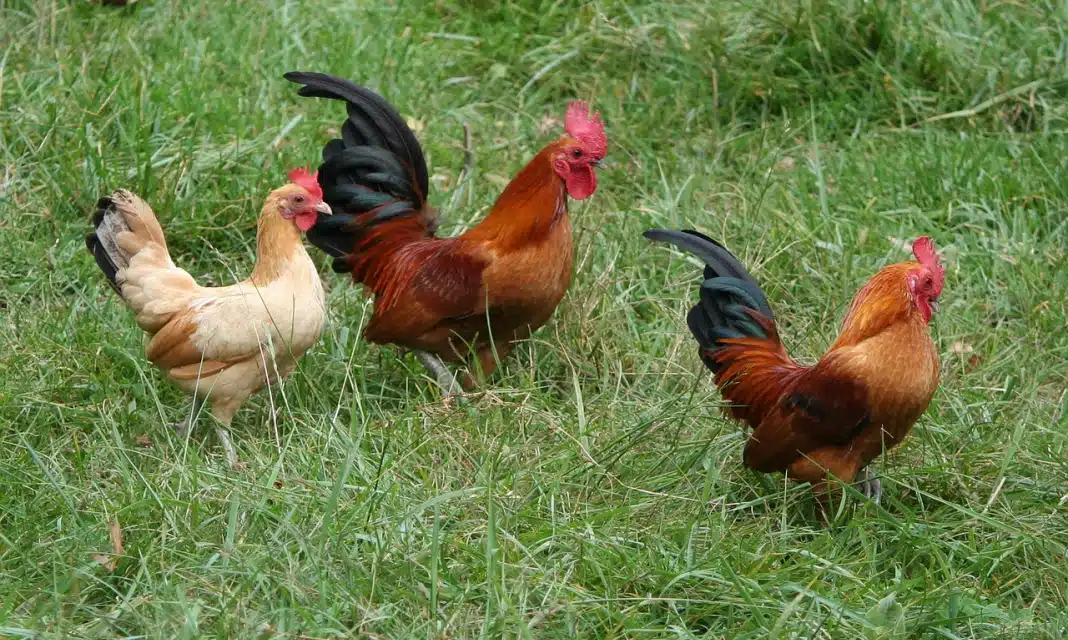 Jak Zrobić Wyciąg Z Czosnku Dla Kur?