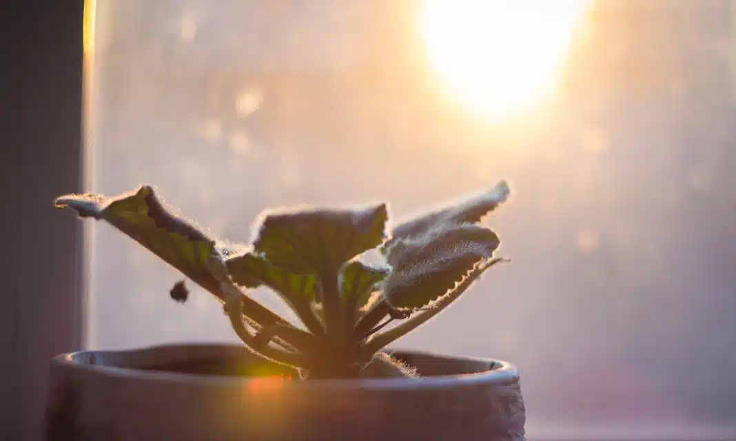 Licznik dwukierunkowy PGE jak czytać?