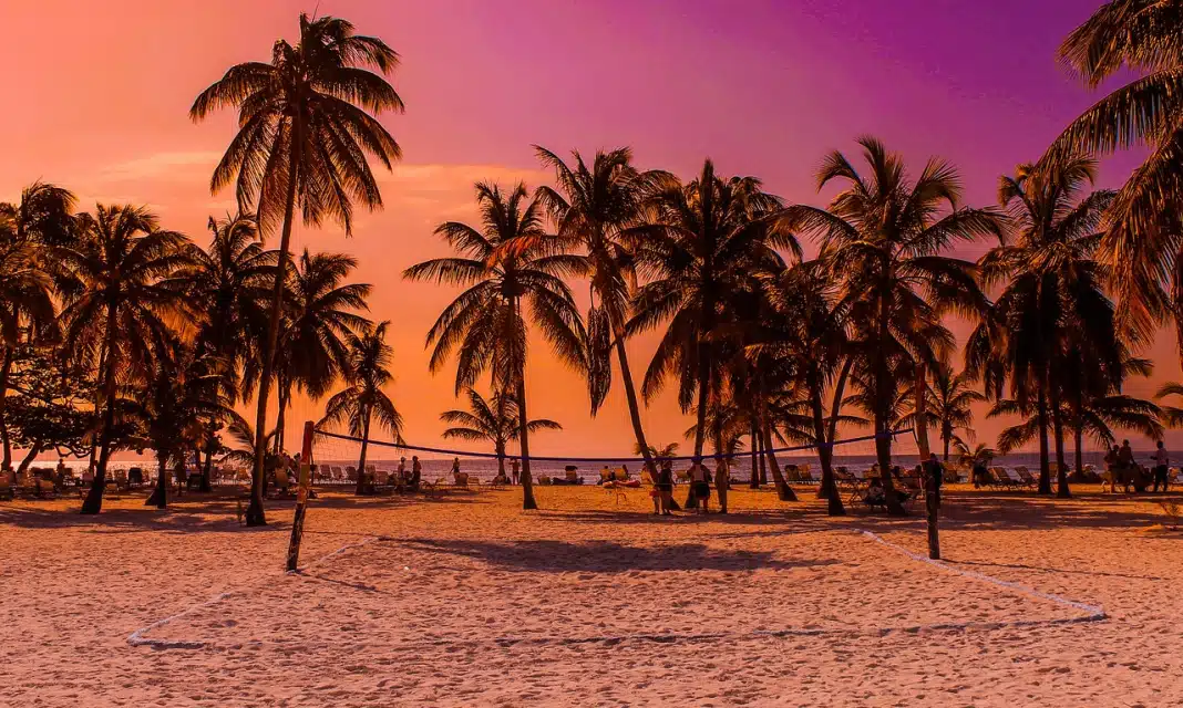 Palma Areka Jak Szybko Rośnie?