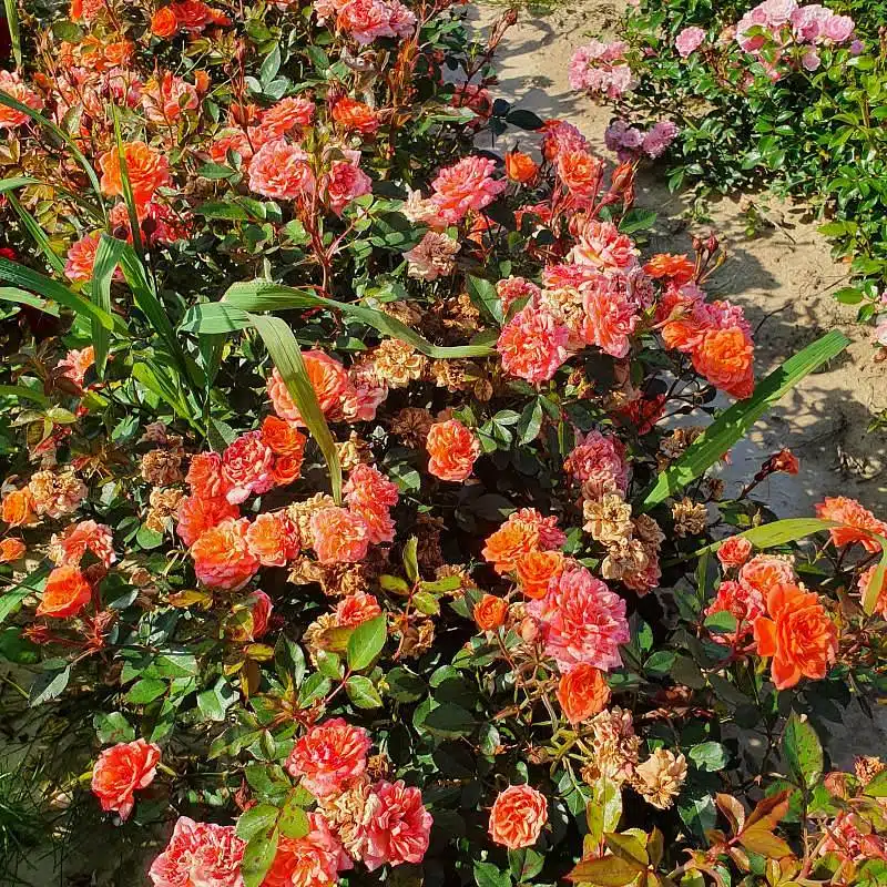 Jak wybrać szkółkę przy zakupie róż?