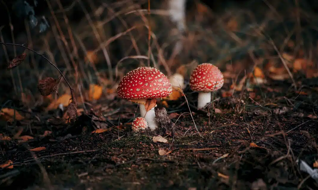 Stan agonalny jak długo trwa?