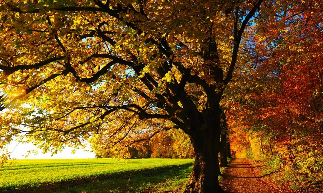 Wyciąg z kory sosny jak zrobić?